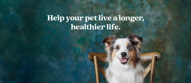Smiling dog sitting on a wooden chair with text that reads “Help your pet live a longer, healthier life”