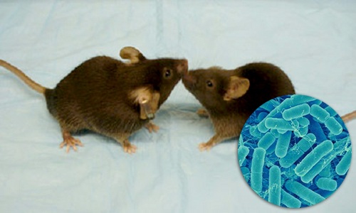 probiotics for autism, rat testings