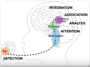 Autism and auditory processing disorder: What's the connection? | Autism  Speaks