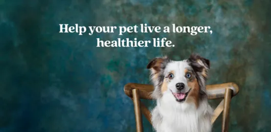 Smiling dog sitting on a wooden chair with text that reads “Help your pet live a longer, healthier life”