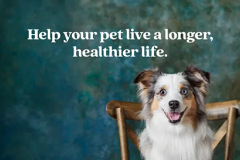 Smiling dog sitting on a wooden chair with text that reads “Help your pet live a longer, healthier life”