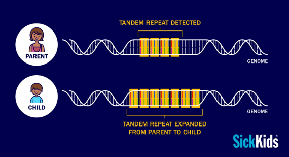 A dark blue graphic with a photo of a animated parent and child, next to each is a visual representation of their genomes. Next to the parent, 4 pairs in their genome are yellow and marked as "tandem repeat detected." Next to the child, 7 pairs of their genome are in yellow and marked as "tandem repeat expanded from parent to child."