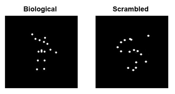 points of light that follow the movements of a person performing a social action