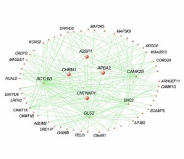 Geschwind gene networks