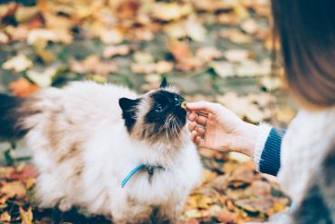 Cat treat photo by freestocks.org on Unsplash