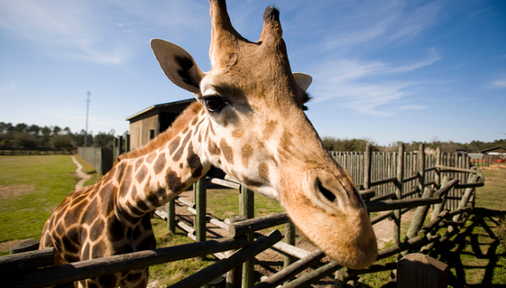 a giraffe leaning over a wooden fence at Wild Adventures
